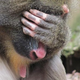 Illustration for article titled Monkeys put up a Dont Disturb sign with their hands
